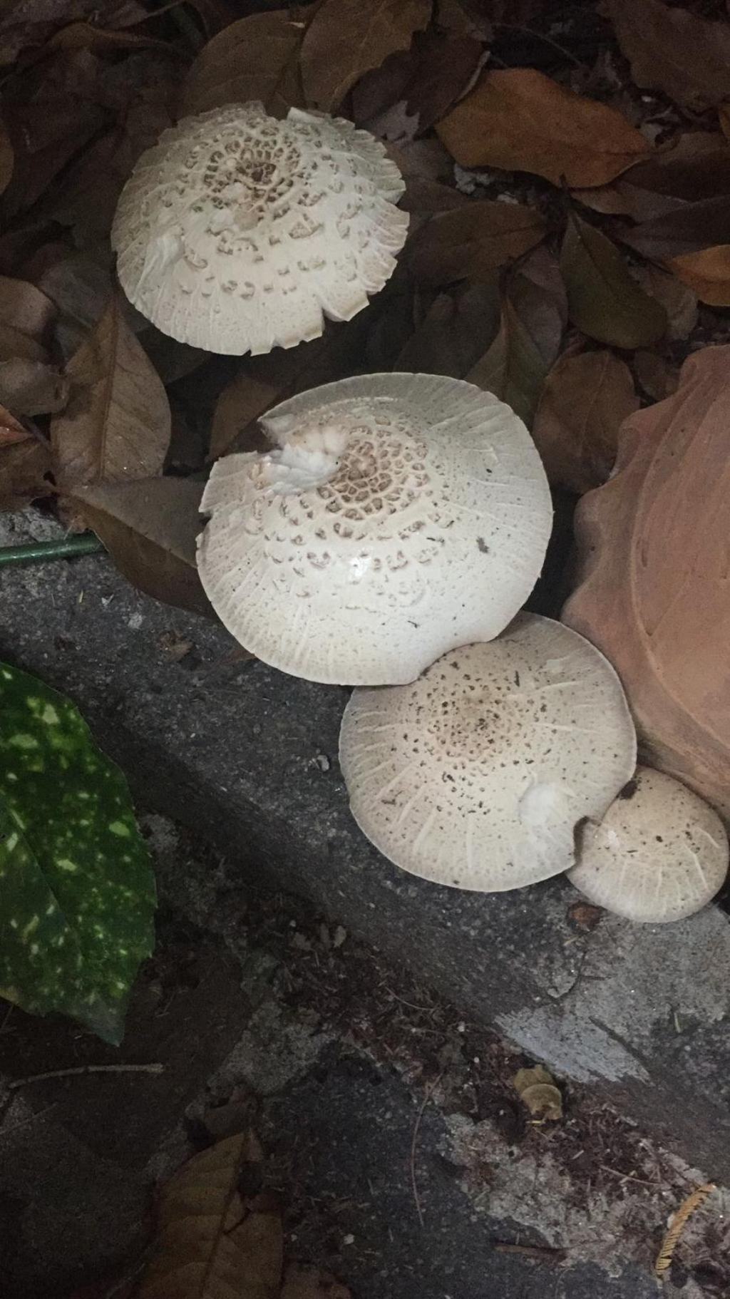 funghi sul lago di Garda